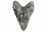 Realistic, Carved Fluorite Megalodon Tooth - Replica #262104-1